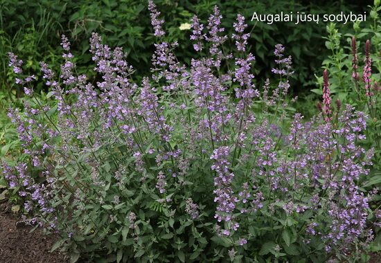 Faseno katžolė (Nepeta faassenii) 'Walker's Love'